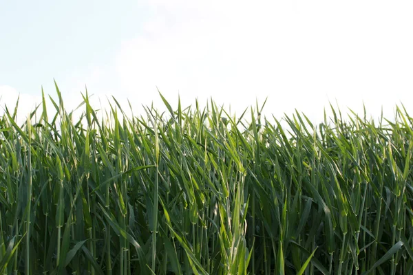 Groene Tarwe Groeit Een Veld — Stockfoto