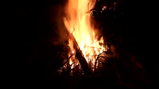 Noche Fogata Naturaleza — Vídeos de Stock