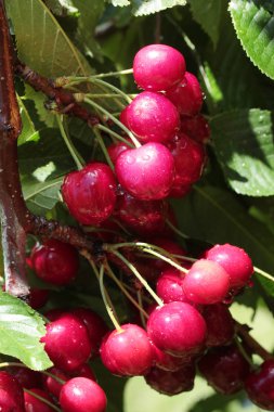 kiraz üzerinde yağmur damlaları