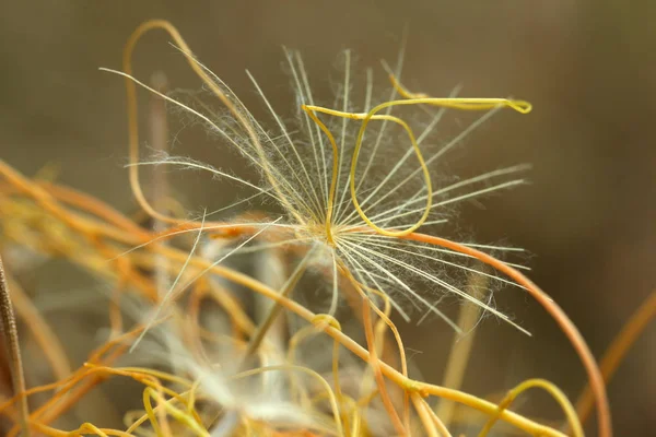 Karahindiba Sarı Ivy Uçan — Stok fotoğraf