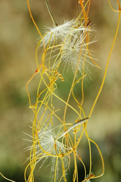 Vliegende Paardebloem Gele Klimop — Stockfoto