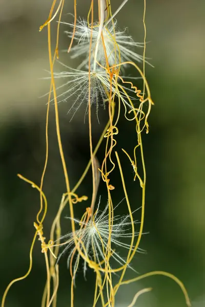 Karahindiba Sarı Ivy Uçan — Stok fotoğraf