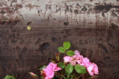 Pembe güller ve ahşap arka plan