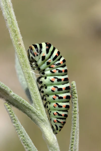 Tragar Cola Mariposa Oruga —  Fotos de Stock