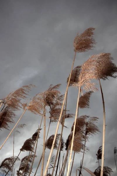 Драматическое Небо Тростник — стоковое фото