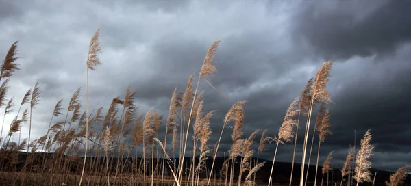 Céu Dramático Juncos — Fotografia de Stock