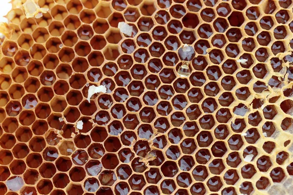 Ekologiska Och Färska Honeycomb — Stockfoto