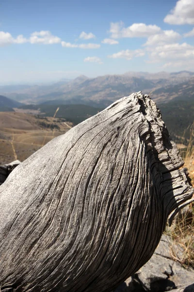 Dry Juniper Tree Log — Stock Photo, Image