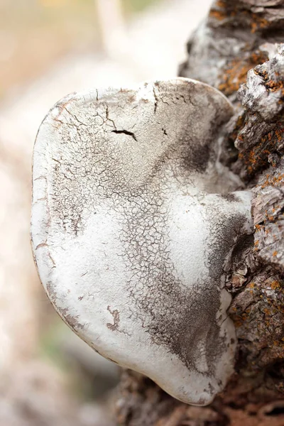 Fungus Growing Tree Trunk — Stock Photo, Image