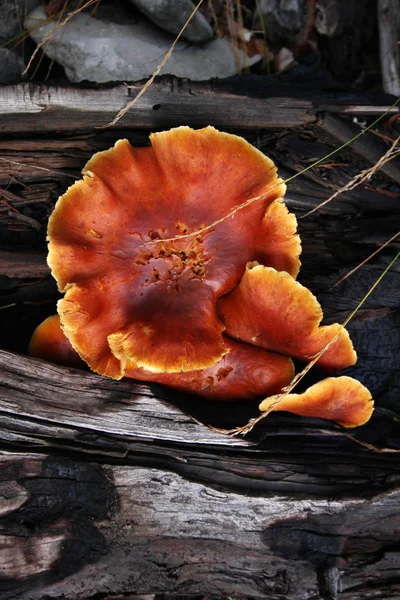 Champignon Poussant Sur Tronc Arbre — Photo