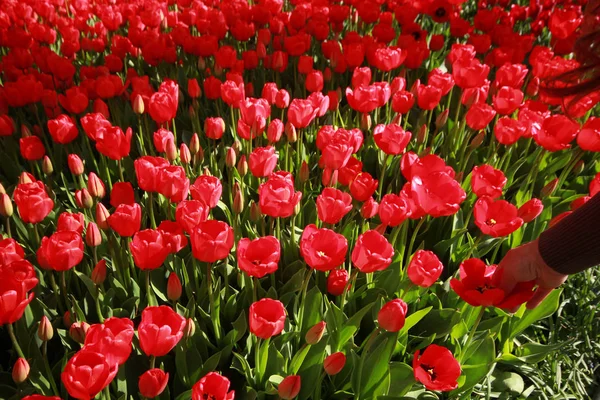 Mujer Jardín Tulipanes — Foto de Stock