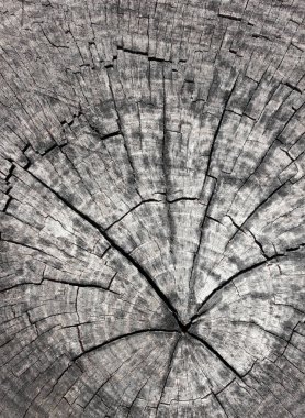 ağaç gövdesi dokusu arkaplanı 