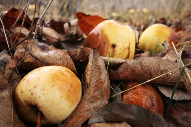 Elma ağaçtan düşmüş