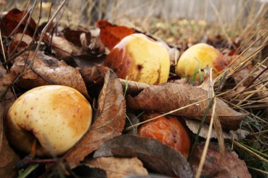 Elma ağaçtan düşmüş