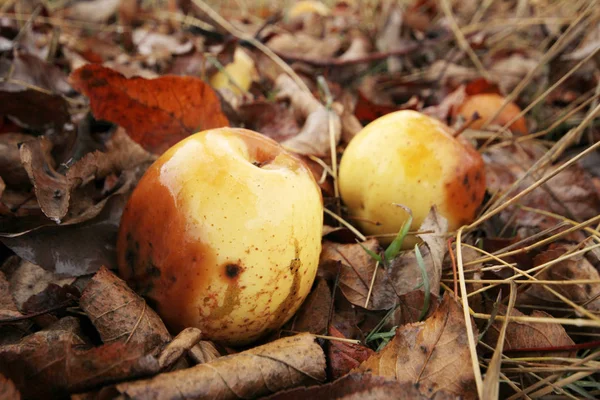 Äpplen Fallit Från Trädet — Stockfoto