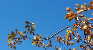 sonbaharda sarı meşe yaprakları