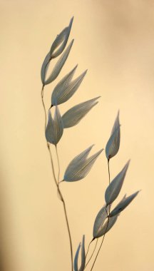 Yabani Yulaf (Avena fatua/sterilis) 