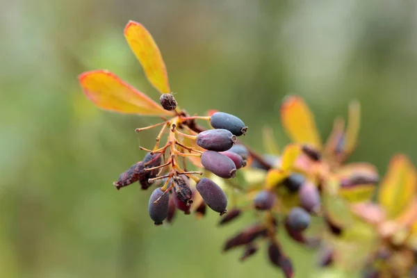 Oregon Grape Mahonia Aquifolium — Stock Photo, Image