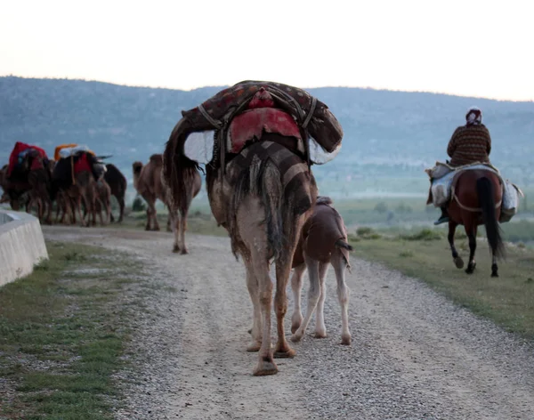 Nomaden Mit Tieren — Stockfoto