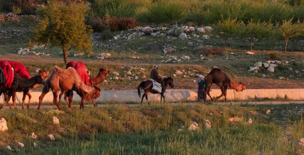 nomadic people with animals