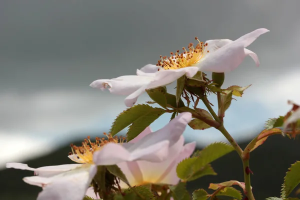Rosehip Flower Rosa Canina — Stock Photo, Image