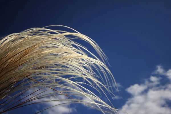 Japanese Plume Grass Over Blue Sky