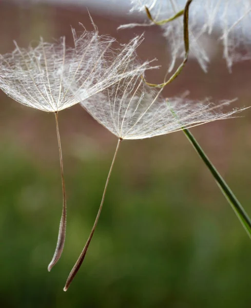 Paardebloem Zaden Natuurlijke Achtergrond — Stockfoto