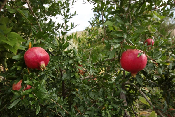 Ripe Pomegranates Tree — Stock Photo, Image