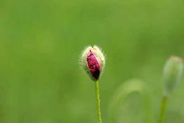 Papoula Milho Flor Bud — Fotografia de Stock