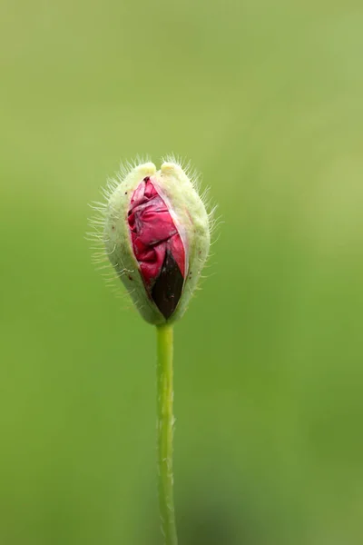 Pączek Kwiatu Maku Kukurydzy — Zdjęcie stockowe