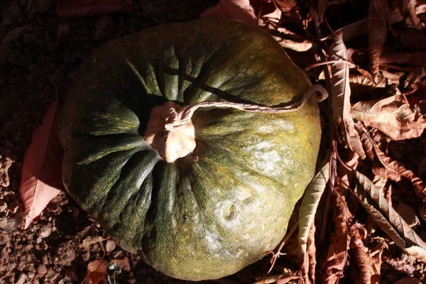 Calabaza Orgánica Fresca Jardín —  Fotos de Stock