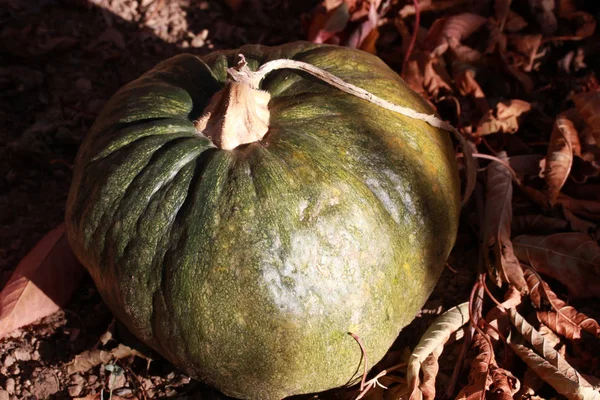 Organic Fresh Pumpkin Garden — Stock Photo, Image