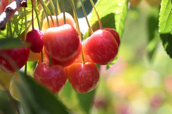 Cerises Douces Sur Une Branche Arbre — Photo