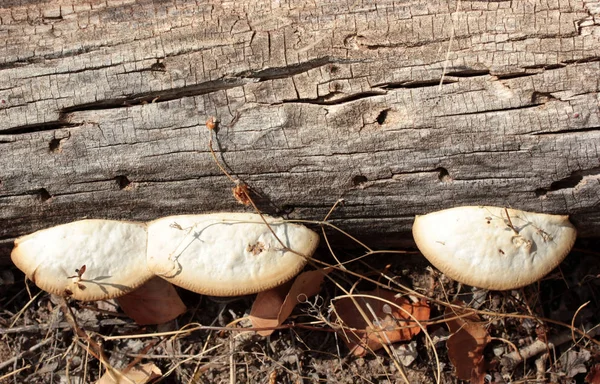 Fungus Growing Tree Trunk — Stock Photo, Image