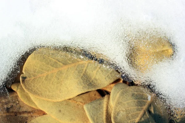Verbascum Thapsus Mullein Plant Snow — Foto de Stock