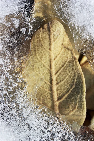 Verbascum Thapsus Mullein Plant Snow —  Fotos de Stock