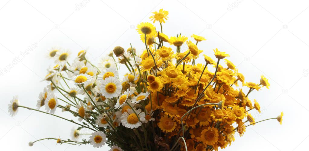 yellow and white daisies in hand