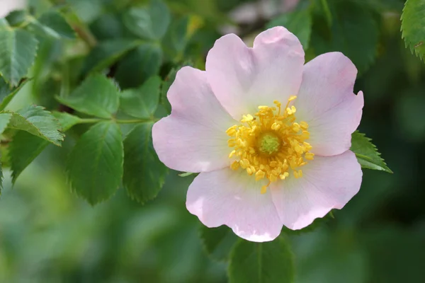 Rosehip Flower Rosa Canina — Stock Photo, Image