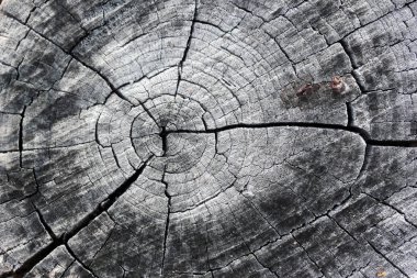 ağaç gövdesi dokusu arkaplanı
