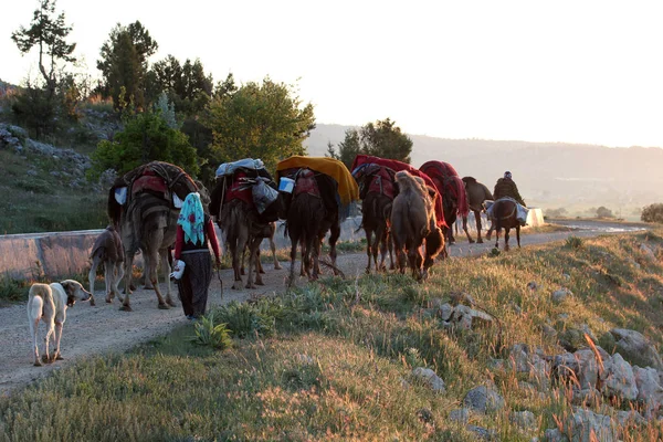 nomadic people with animals