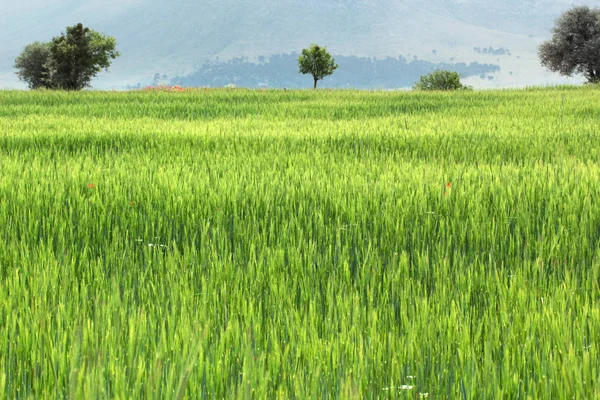 Green Field Sprouting Wheat — Stock Photo, Image
