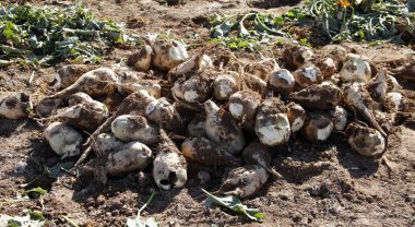 Hasat şeker pancarı kırpma kök kazık