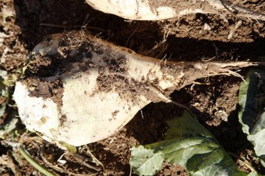 Hasat şeker pancarı kırpma kök kazık