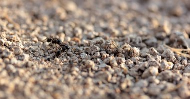 doğada çalışma karıncalar