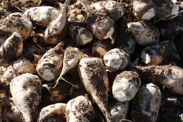 Harvested sugar beet crop root pile