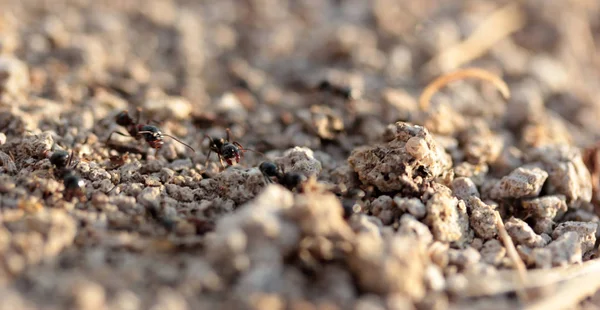 Μυρμήγκια Που Εργάζονται Στη Φύση — Φωτογραφία Αρχείου