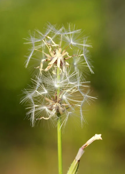 Semillas Diente León Jardín — Foto de Stock