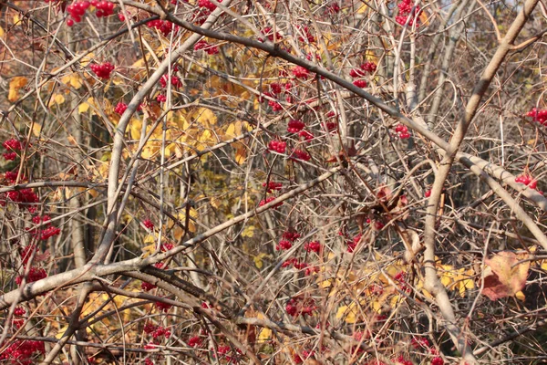 Bayas Rojas Del Viburnum Rama Jardín — Foto de Stock