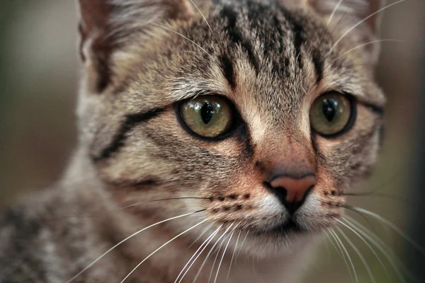 Tabby Cat Sus Miradas Curiosas —  Fotos de Stock