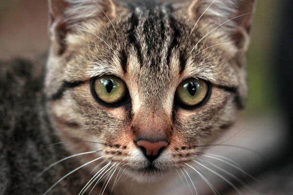 Tabby Cat Seus Olhares Curiosos — Fotografia de Stock
